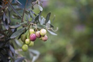 olive-origin