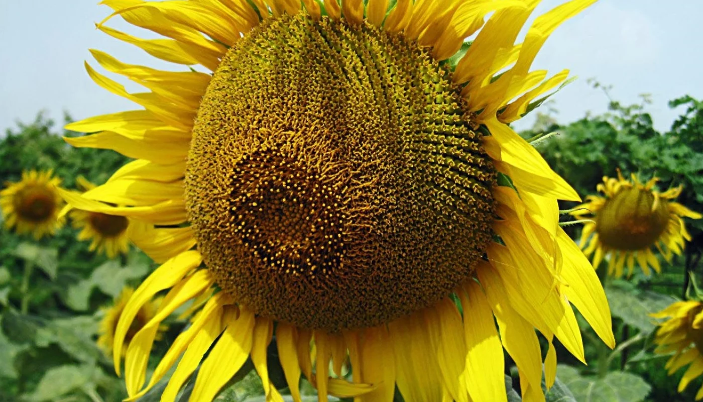 Sunflower oil Vs extra virgin Olive oil