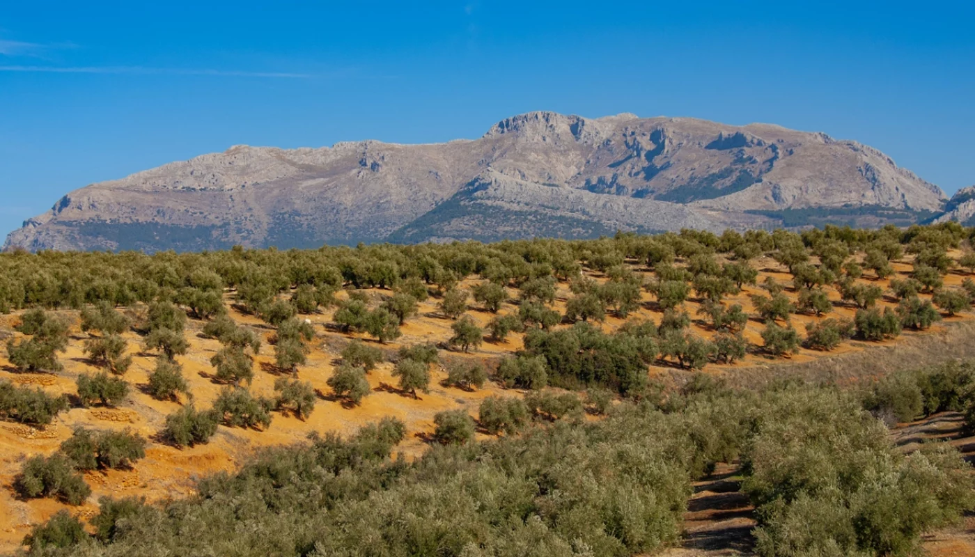 EVOO: olive-trees-cancels-out-carbon-footprint