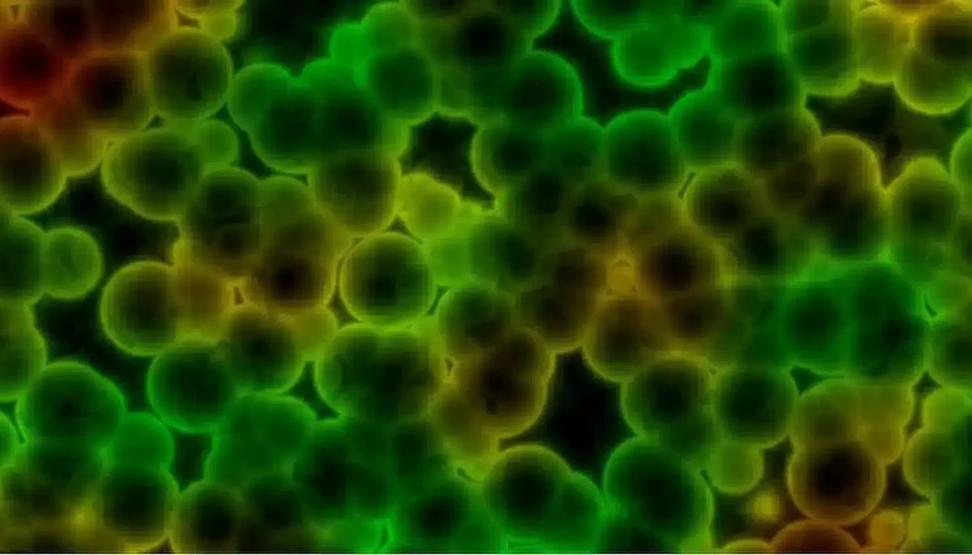 sensory profile of olive oil virgin extra