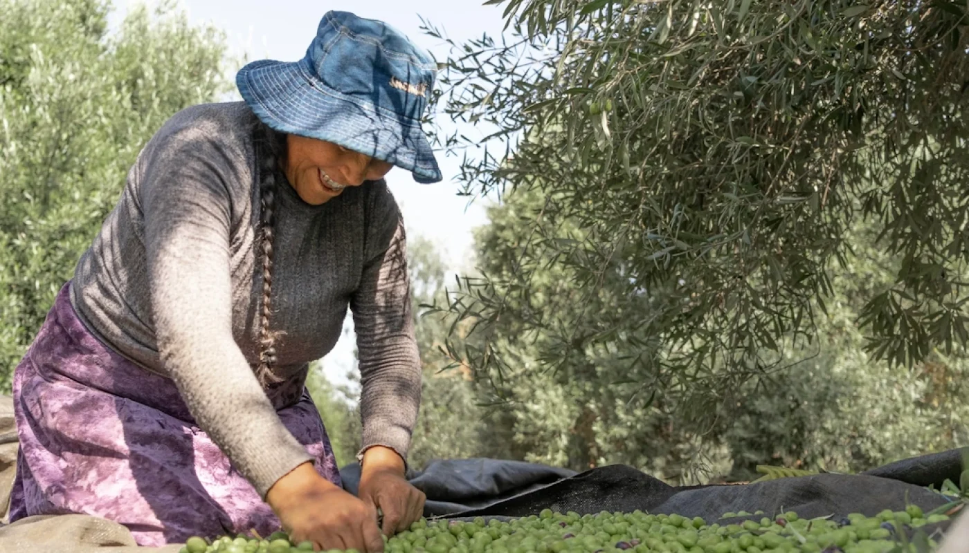 Peruvian Olive Oil in the US